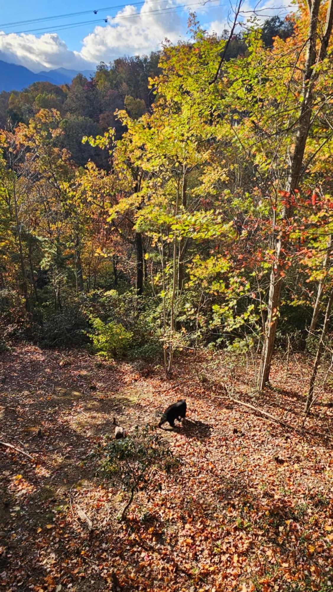 Southern Oak At Chalet Village - 5 Minutes From Gatlinburg And National Park 外观 照片