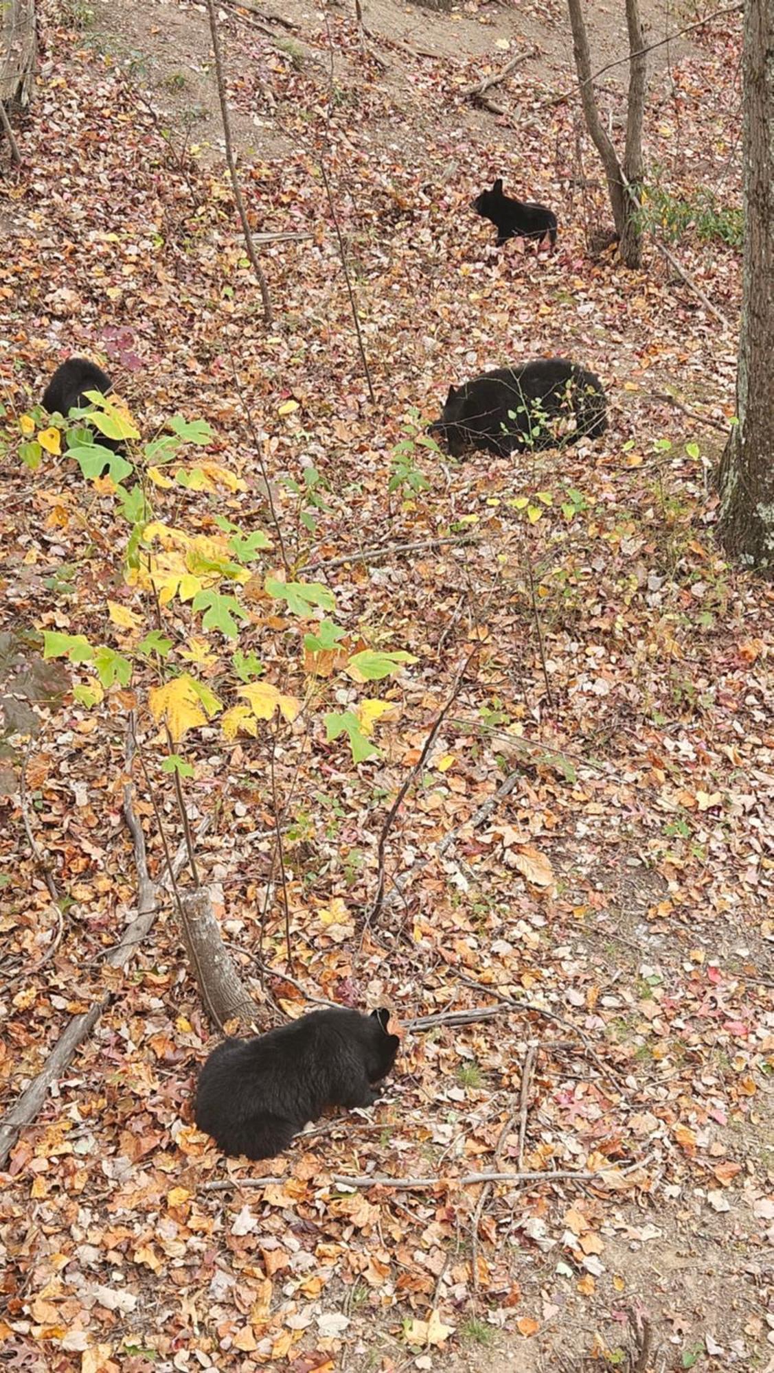 Southern Oak At Chalet Village - 5 Minutes From Gatlinburg And National Park 外观 照片